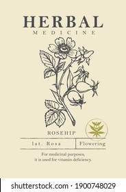 Botanical Illustration Of A Hand-drawn Rosehip Plant In Retro Style. Vector Banner Or Label For Herbal Medicine, Green Pharmacy Or Gardening. Medicinal Herbs Collection.