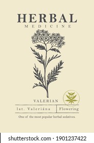 Botanical illustration of a hand-drawn valerian plant in retro style. Vector banner or label for herbal medicine, green pharmacy or gardening. Medicinal herbs collection.