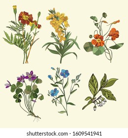 Botanical illustration herbarium of wild flowers