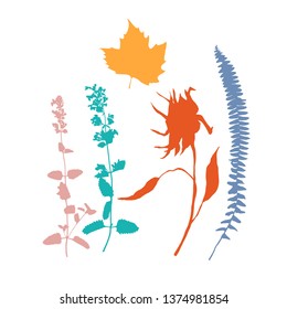 Botanical illustration with herbs, plants, flowers and leaves. Isolated vector silhouettes on white background. Graphic design for background, card, web banner, poster, invitation.
