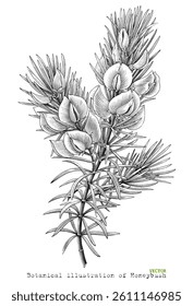 Botanical illustration of Honeybush vintage engraving style black and white clip art