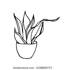 Botanical illustration of house plant Snake Plant in a pot. Hand drawn plant branch in doodle style. Can be used for wedding invitations, paper package