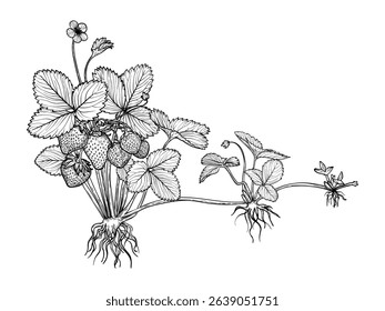 Botanical illustration of how strawberries are spreading. Vector hand drawn line art of this beautiful sweet fruit plant isolated on white background. Highly detailed illustration for online and print