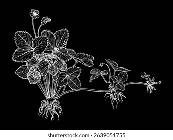 Botanical illustration of how strawberries are spreading. Vector hand drawn line art of this beautiful sweet fruit plant isolated on black background. Highly detailed illustration for online and print