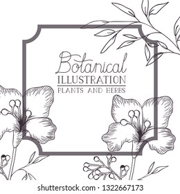 botanical illustration label with plants and herbs