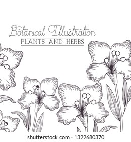 botanical illustration label with plants and herbs