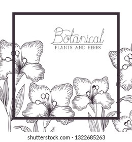 botanical illustration label with plants and herbs