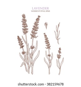 Botanical illustration of lavender on white background. Vector hand-drawn sketch in woodcut style with flower and inflorescence. Vintage collection of medical herbs and plants.