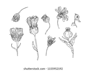 botanical illustration leaf