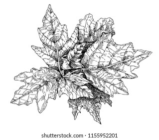 botanical illustration leaf