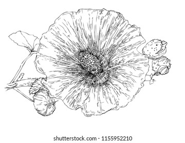 botanical illustration leaf