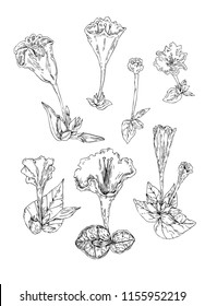botanical illustration leaf