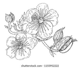 botanical illustration leaf