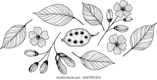 Ilustração Botânica de Folhas Flores e Vagens de Sementes Apresentando Trabalho de Linha Intrincado e Elementos Naturais em um Arranjo Decorativo