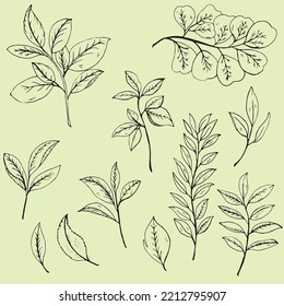 botanical illustration leaves line drawing