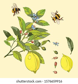 Botanical illustration with lemon plant elements and flowers, bumblebee, bee
