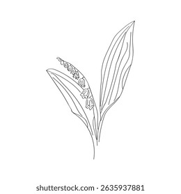 Botanical illustration of lily of the valley in linework style. Illustration on white background