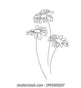 Botanical Illustration Line Art. Botany Bloom Wildflower Doodle Sketch