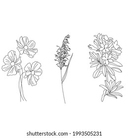 botanical illustration line art. Botany bloom wildflower doodle sketch