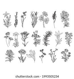 botanical illustration line art. Botany bloom wildflower doodle sketch