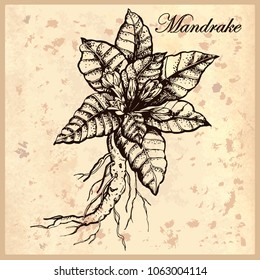 Botanical illustration of Mandrake