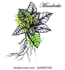 Botanical illustration of Mandrake with watercolor background