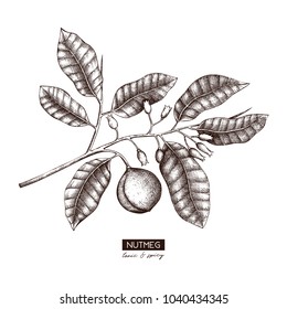 Botanical Illustration Of Nutmeg Tree On White Background. Vector Hand Drawn Spice Plant Sketch. Aromatic And Tonic Elements Collection.