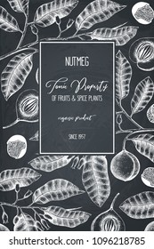 Botanical illustration of nutmeg tree on chalkborad. Vector design with  hand drawn spice plant sketch. Vintage template with aromatic and tonic elements 