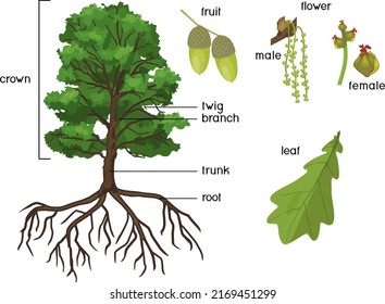 Botanical illustration with Oak tree with root system, branch with female and male flowers, acorn and green leaf isolated on white background