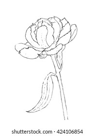 Botanical illustration of peony flower, vector made from my own ink sketch