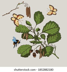 Botanical illustration of the plant is the birch tree, butterflies and bumblebees