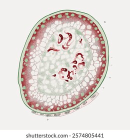 Botanical illustration of a plant cell, showcasing plant cell structure. Detailed plant cell drawing highlights plant cell components. Vintage animal illustration isolated on white background, vector.