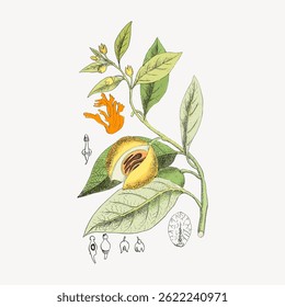 Ilustração botânica de uma planta com folhas, flores e sementes. O desenho detalhado da planta mostra folhas, flores e sementes. Vintage arte vegetal com folhas e flores. Vetor de flores vintage.