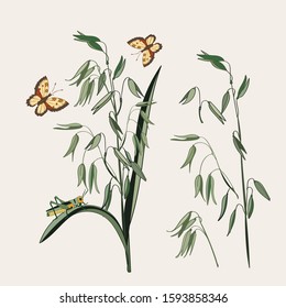 Botanical illustration of plant oats, grasshopper, butterflies