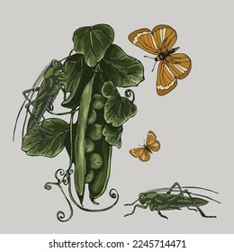 botanical illustration plant peas and insects grasshoppers and butterflies