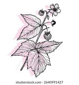 Botanical illustration of a raspberry branch. Vector hand drawn line art of this beautiful sweet fruit plant isolated on white background. Highly detailed illustration for online and print