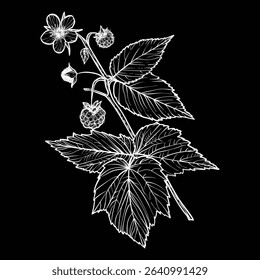 Botanical illustration of a raspberry branch. Vector hand drawn line art of this beautiful sweet fruit plant isolated on black background. Highly detailed illustration for online and print