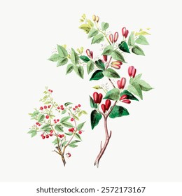 Botanical illustration of red berries and green leaves. Detailed leaves and vibrant red berries. Nature-inspired art with berries and leaves. Vintage botanical drawing art.