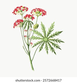 Botanical illustration of red flowers with green leaves. Delicate small red flowers and intricate green leaves in a vintage botanical style. Vintage botanical drawing art.