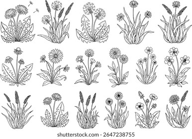 Botanical Illustration Seamless Pattern of Dandelion Flowers and Plantain Plants, Black and White Detailed Outlines of Meadow Plants, Field Weeds