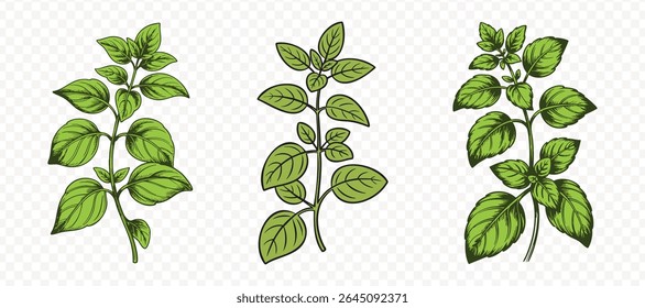 Botanical Illustration set of a Basil Plant with Leaves in Green on Transparent Background