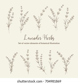 Botanical illustration. Set of lavender flowers elements. Collection of lavender flowers on a white background. Vector illustration bundle.