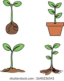 Botanical Illustration Set of Plant Seedling Growth Stages