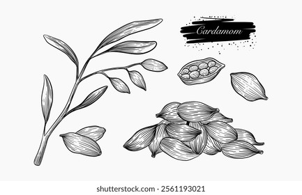 A botanical illustration showcases cardamom plant, leaves, pods, and seeds in a detailed line drawing style.