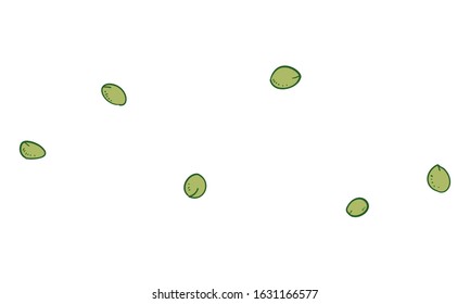 Botanical illustration: small tree nut