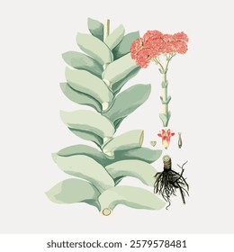 Botanical illustration of a succulent plant with green leaves and pink flowers. Detailed plant anatomy, including roots and stems. Succulent, plant, flowers. Vintage flower illustration, vector.
