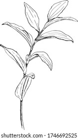 Botanical illustration summer leaf vector 