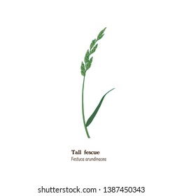 Botanical Illustration Of Tall Fescue Plant With Leaf, Stem, Ear Isolated On White Background. Simple Botanical Drawing. Festuca Arundinacea. Pasture, Meadow And Field  Grass. Forage And Hay Herb.