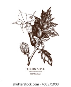 Botanical illustration of Thorn apple (Angel's trumpet). Hand drawn sketch of poisonous plant -  Datura stramonium. Dangerous flower