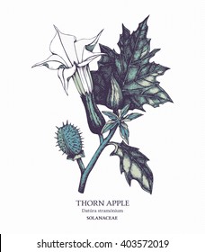 Botanical illustration of Thorn apple (Angel's trumpet). Hand drawn sketch of poisonous plant -  Datura stramonium. Dangerous beautiful flowers.